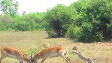 Leopardos Vs Gazelas E Antílopes - As Cenas Mais Incríveis II
