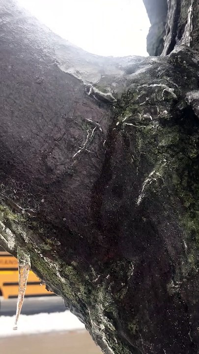 Ice Encapsulated Tree Melts From the Inside