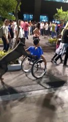 Dog Goes the Extra Mile for Man in Wheelchair
