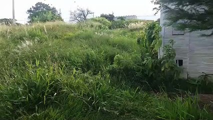 Moradora do Brasmadeira, cuja casa já foi arrombada três vezes, pede atenção da Prefeitura