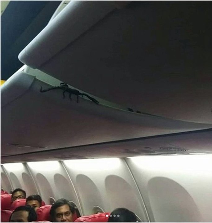 Ils trouvent un scorpion dans l'avion... Terrifiant
