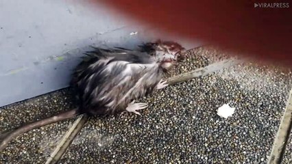 Rat Shelters During Rain Storm