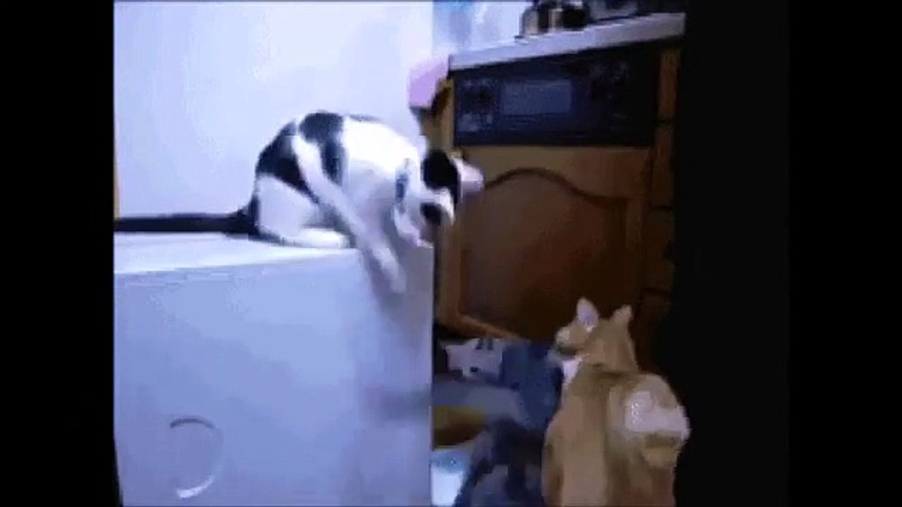 Funny Cats Clips 2