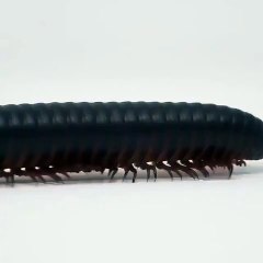 Marching sounds of a big ol' millipede.
