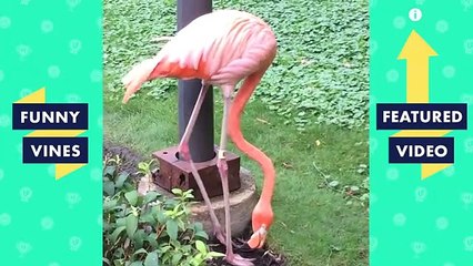 TRY NOT TO LAUGH Cute FUNNY ANIMALS Funny Videos February 2019