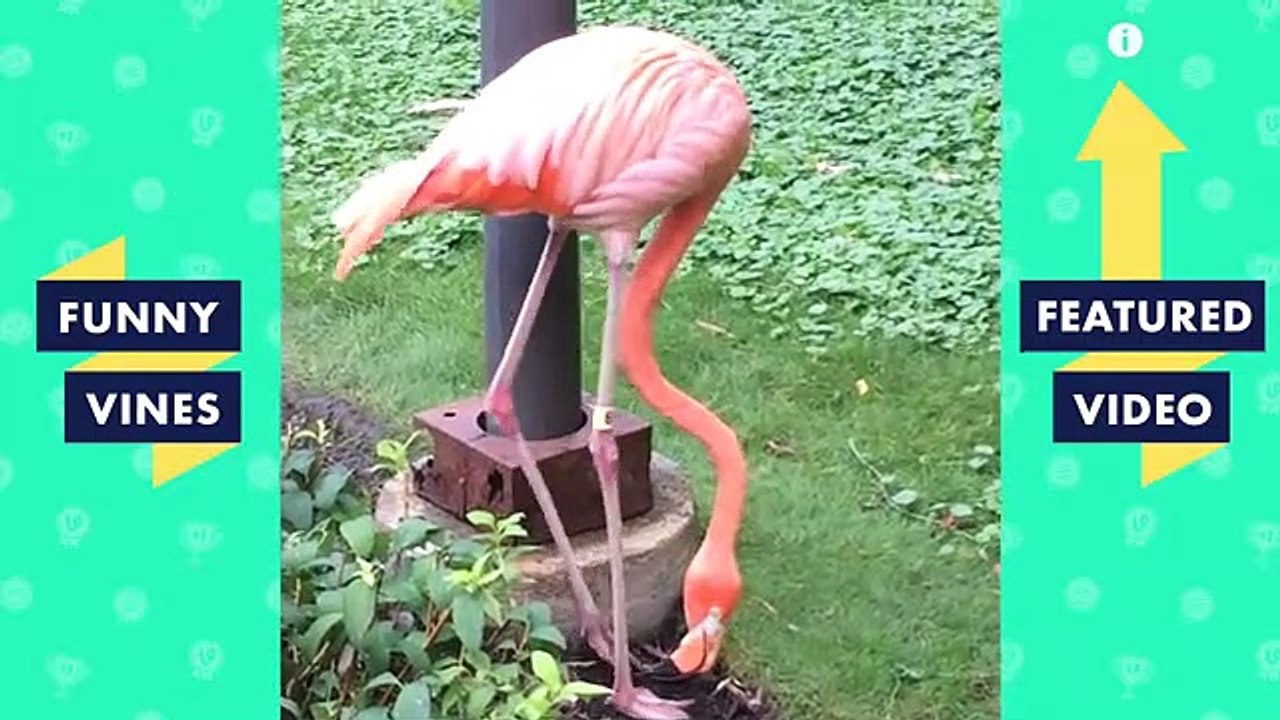 TRY NOT TO LAUGH Cute FUNNY ANIMALS Funny Videos February 2019