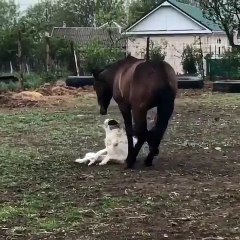 Two best friends, Horse and Dog are playing outside!