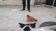 when a   hen met with new hen u see what happen .