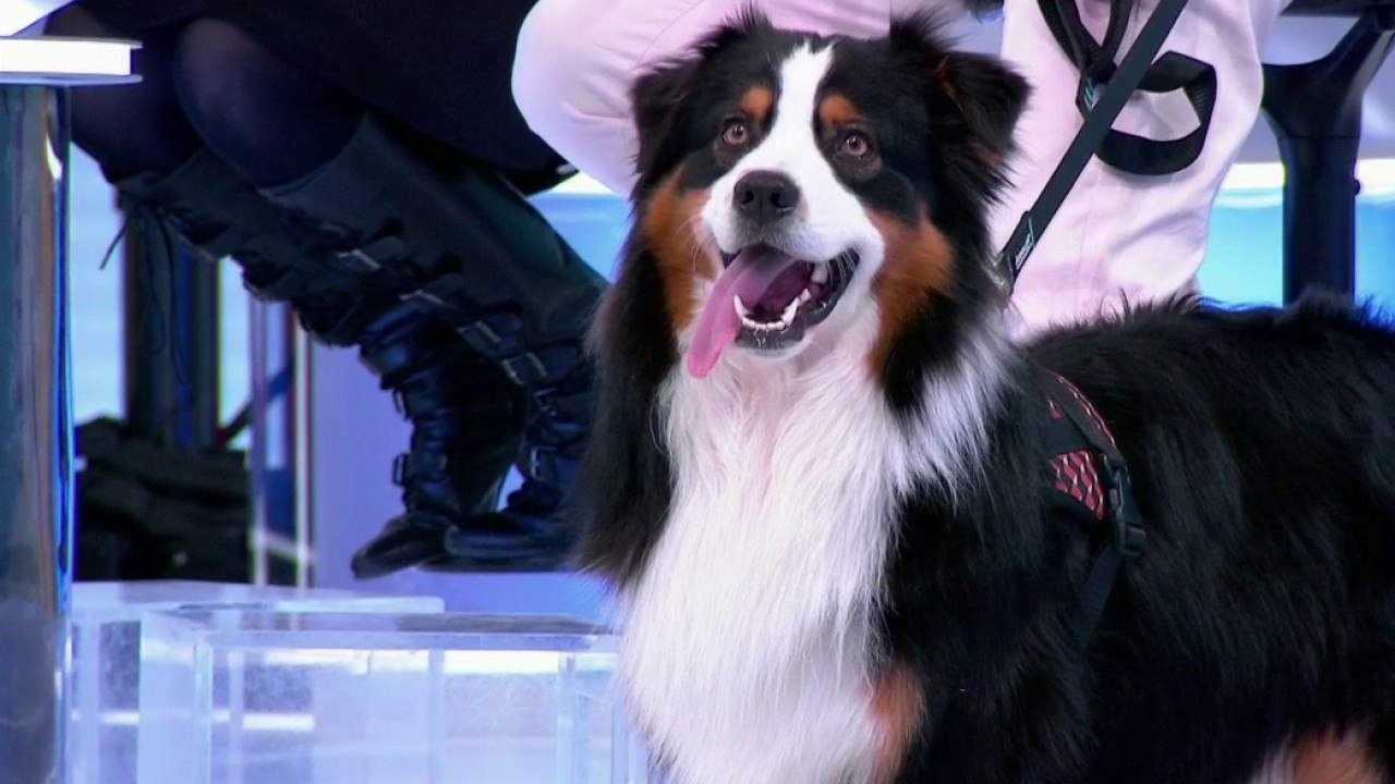 Faune - Le chien préféré des Français