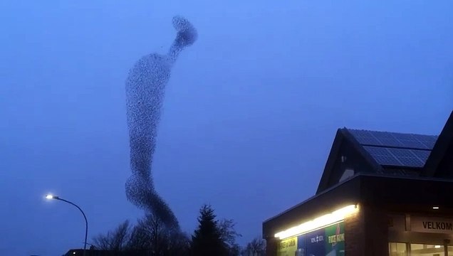 Le ballet de ces étourneaux va totalement vous hypnotiser