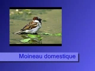 Moineau domestique