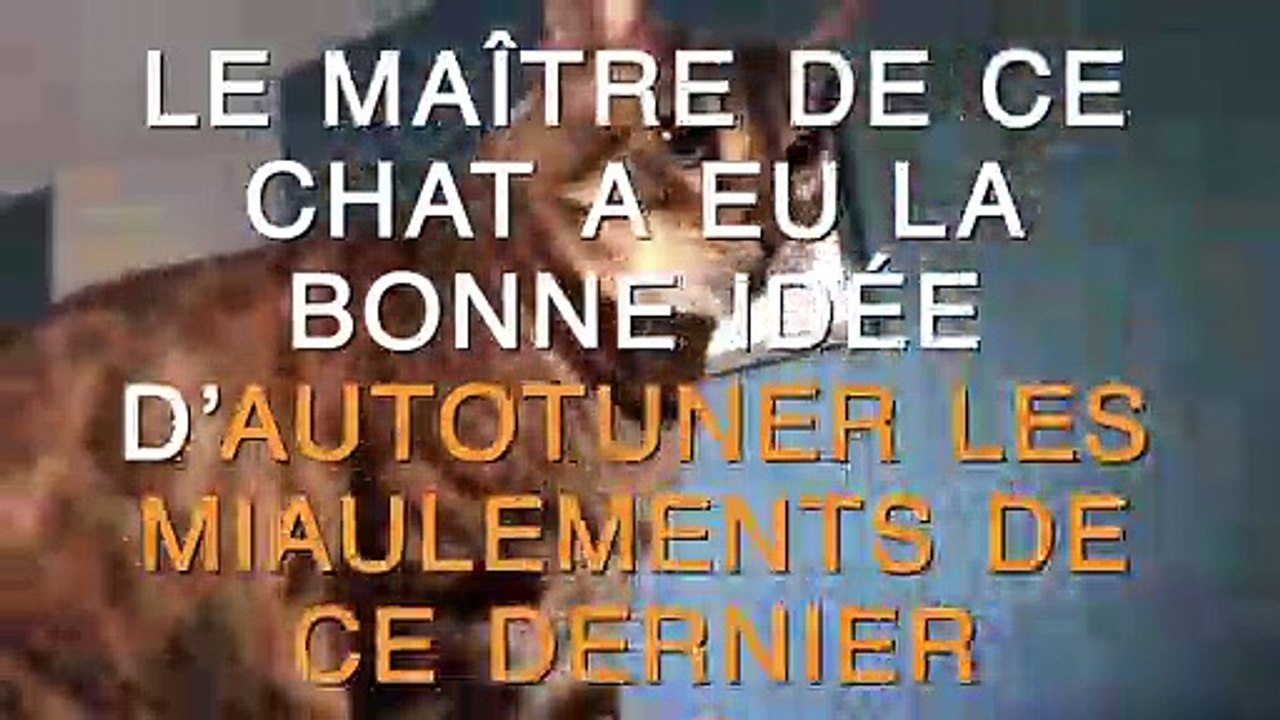 Le maître de ce chat a eu la bonne idée "d'autotuner" les miaulements de ce dernier !