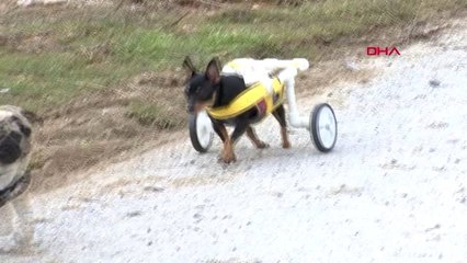 Ankara_omurgası Kırılan 'Coni', Fizik Tedavi ile Yürüyecek