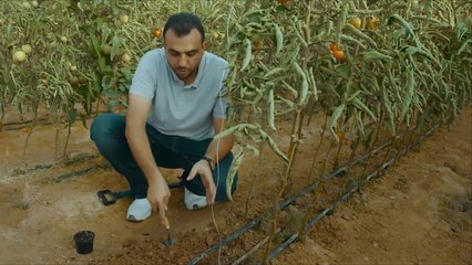 هذا الصباح- كيف نزرع نبات الطماطم؟