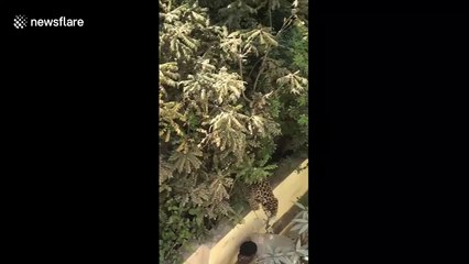 Resident terrified after finding leopard hiding in neighbour's courtyard