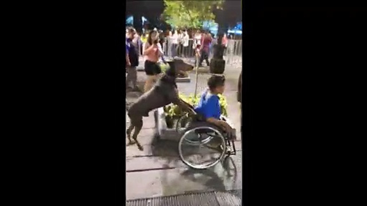 Ce chien est dressé pour pousser un homme en fauteuil roulant