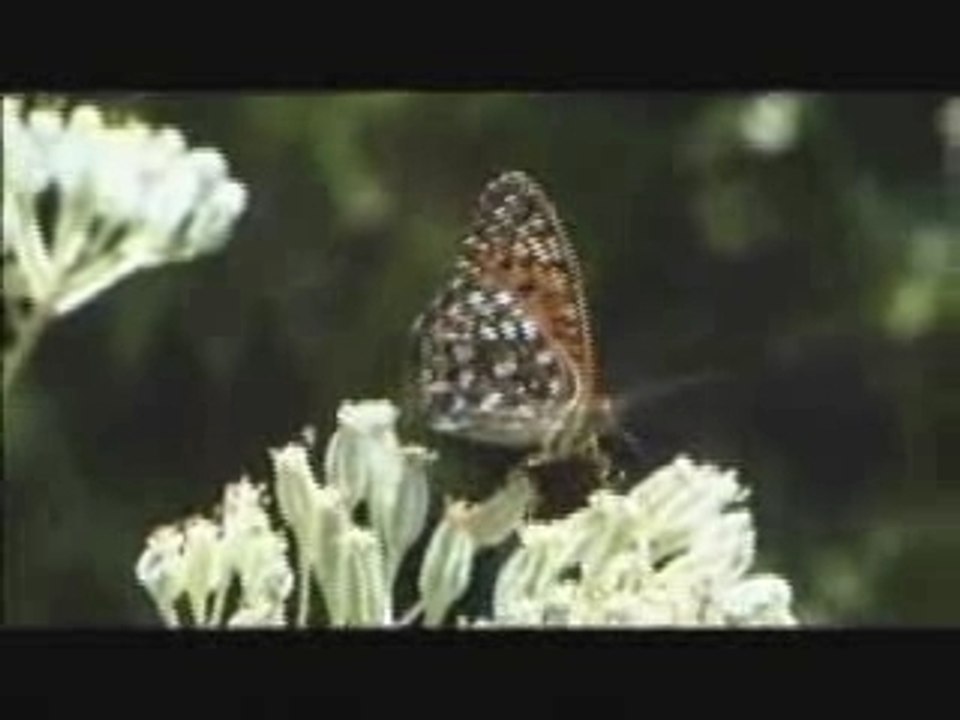 La forêt boréale 60 secondes