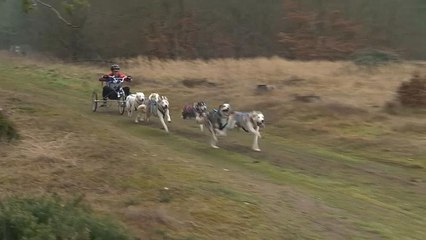 شاهد: بريطانيا تحتضن منافسة الكلاب السيبيرية