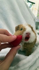 Guinea Pig Loves Tomatoes