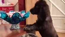 Beau chien très intelligent