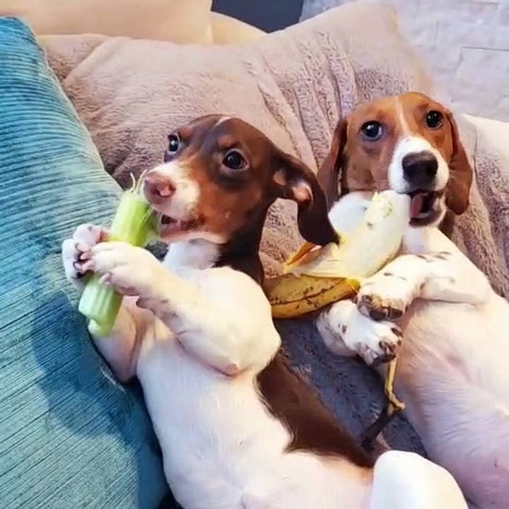 Deux mignons chiens en train de deguster la banane
