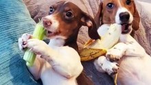 Deux mignons chiens en train de deguster la banane