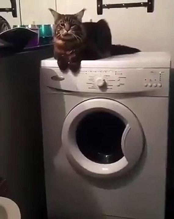 Chat tranquille sur la machine à laver