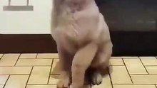 Chien mignon en train de danser