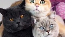 3 CHATS VOUS DIT BONJOUR