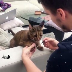 MIGNON CHAT JOUANT AVEC SON MAÎTRE