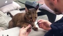 MIGNON CHAT JOUANT AVEC SON MAÎTRE