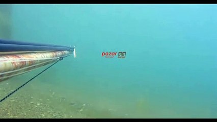 Amatör balıkçı, Rize'de su samuru görüntüledi