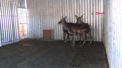 Afyonkarahisar Tedavi Edilen 3 Geyik ve 2 Leylek Kocaeli'ne Gönderildi