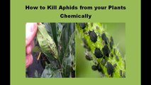 How to get rid of Aphids  from your plants, final solution | Hum apnay phoday ko aphids keero saay kaisay protect krain (in urdu/hindi) |
