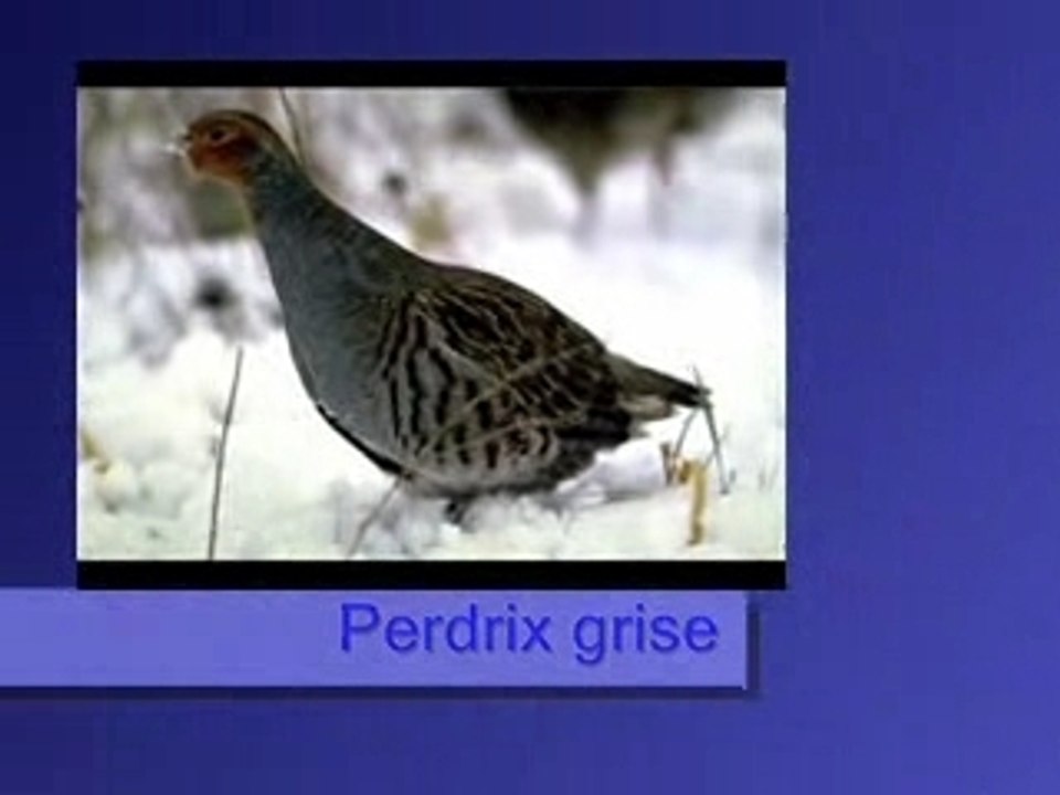 Perdrix grise