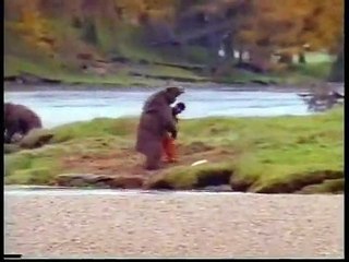 A man fighting over a fish with bear - Animal Video 2019