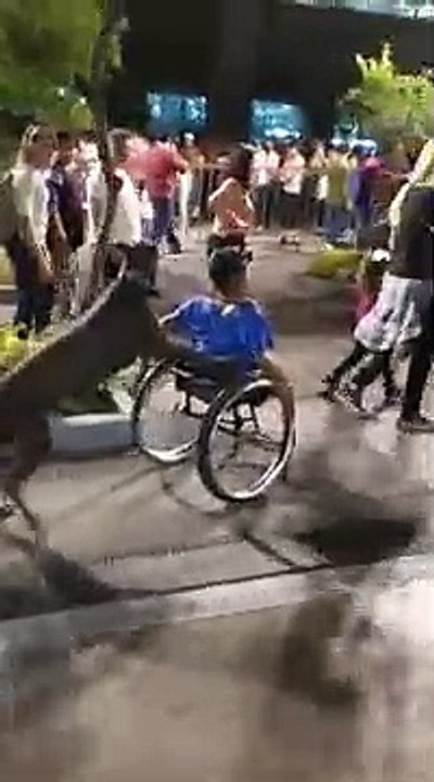 Mexique : un chien promène un homme en fauteuil roulant