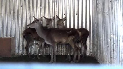 Tedavileri Tamamlanan Geyikler Doğal Yaşam Parkına Gönderildi