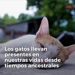 ¿Por qué se celebra el Día Internacional del Gato?