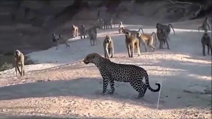Leopard vs. Eagle vs. Lion vs. Hyena - Animal Video 2019