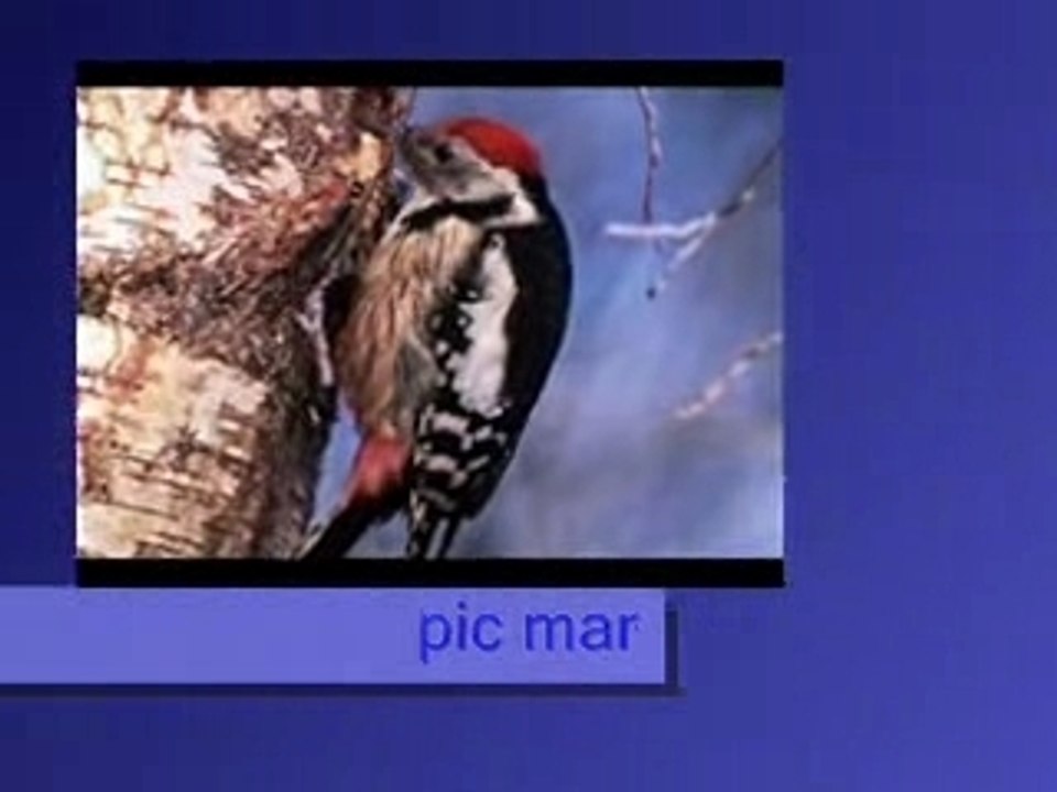 Pic mar