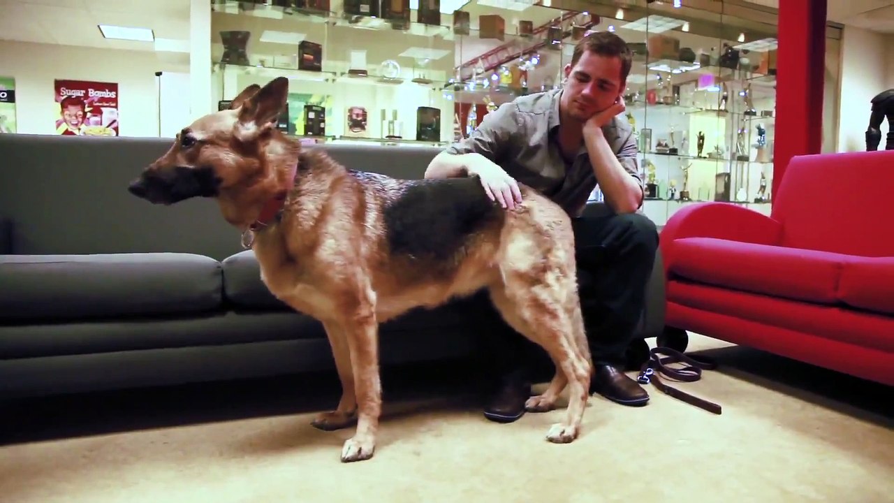 Fallout 4 - Dogmeat