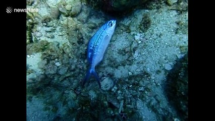 Diver rescues tiny fish stuck inside plastic bag