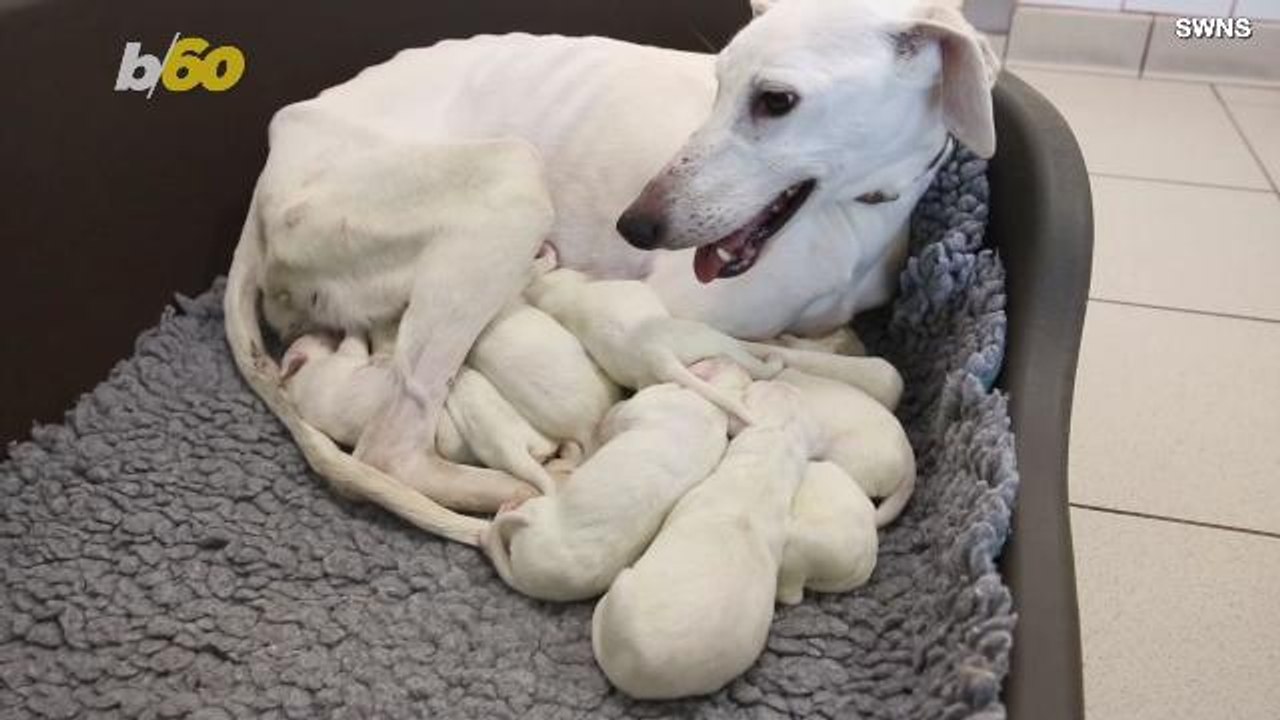 These Adorable Pups Get Christmas Names!
