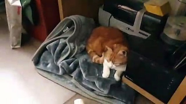 Quand un chat prend le lit du chien