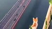 Ce chat n' a pas l'air effrayé sur ce pont gigantesque