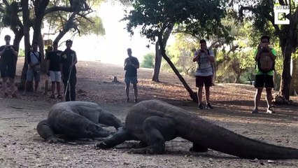 بسبب أنثى.. لقطات مدهشة لقتال شرس بين أقوى الزواحف على وجه الأرض