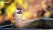 Strangely mesmerising slow-motion footage shows off bird bathing
