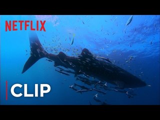 Mission Blue | Clip - Swimming with Whale sharks [HD] | Netflix