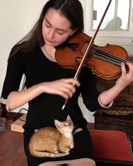 Ce chaton est hypnotisé par le violon joué au-dessus de lui !